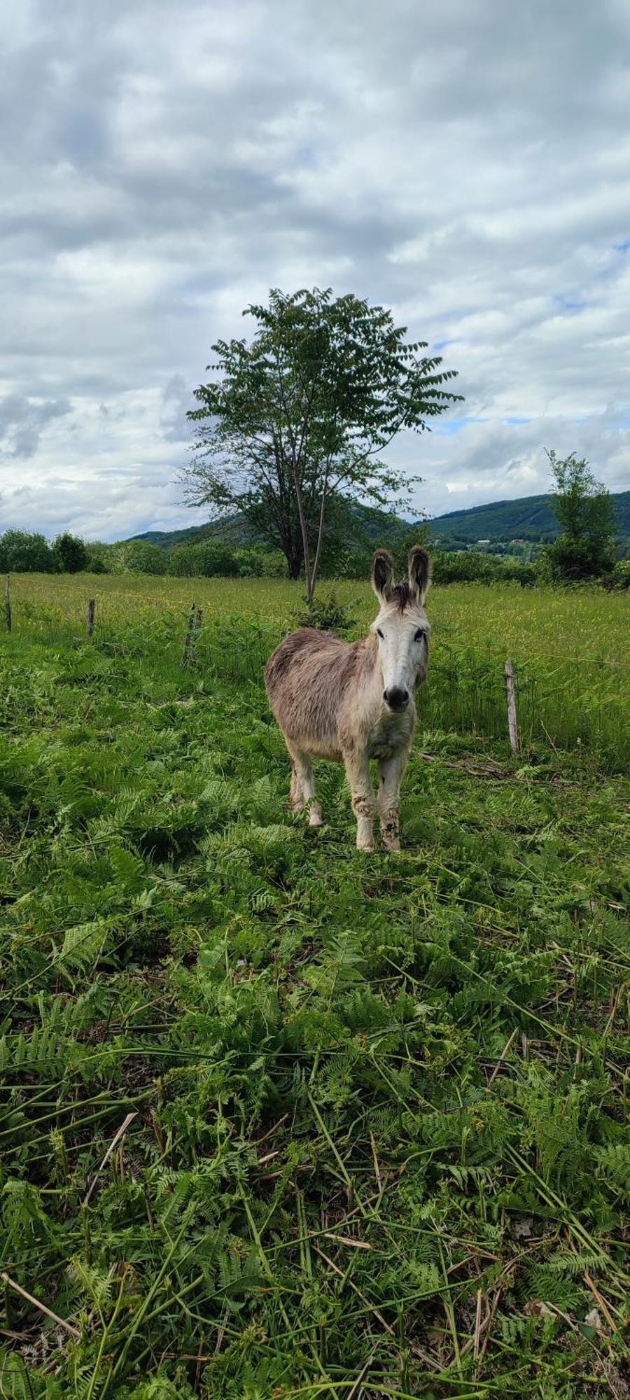 Domaine Le Lanis "Cabane De Pauline" Saint-Girons  Dış mekan fotoğraf